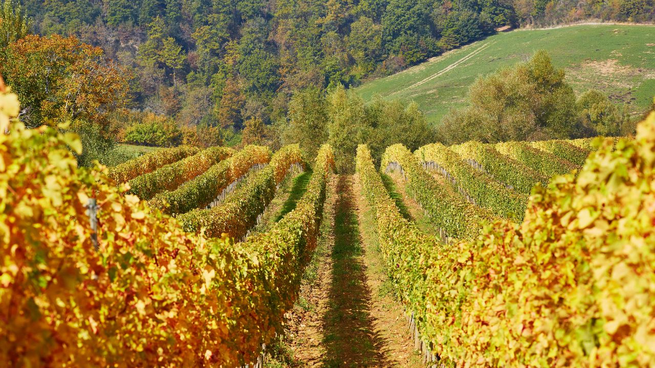 scenic autumnal landscape with a rustic vineyard in the foreground